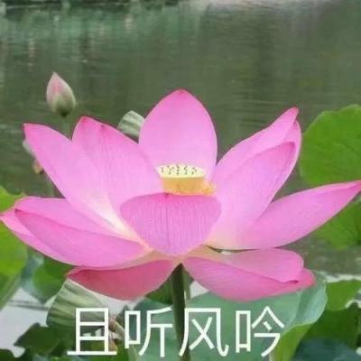 将军至上手游下载